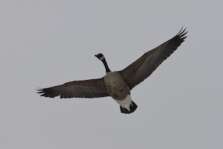 Canada Goose, ML42938851