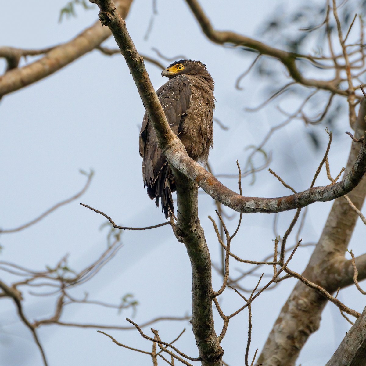 Crested Serpent-Eagle - ML429389631