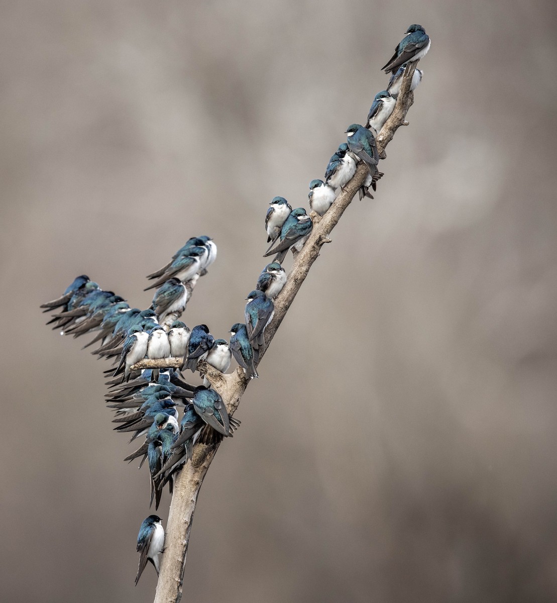 Tree Swallow - Jeff Timmons