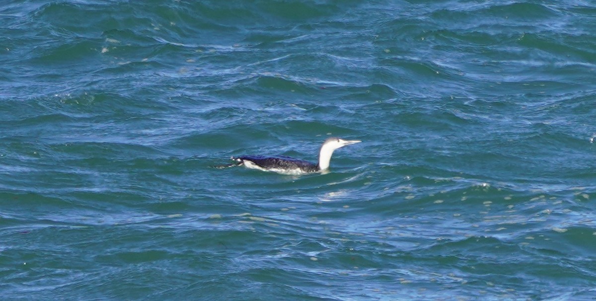 Red-throated Loon - Yvonne Vaillancourt
