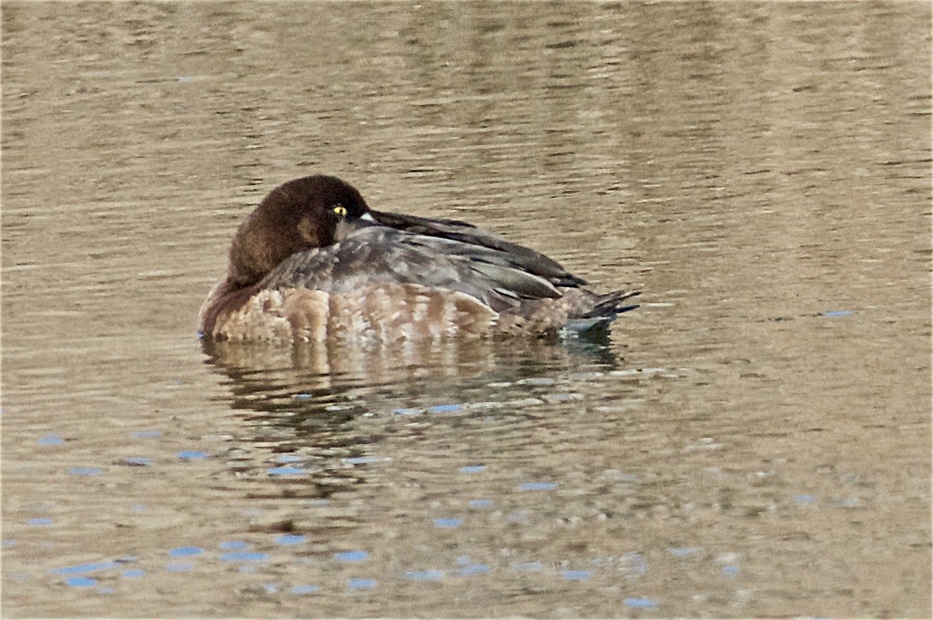 Greater Scaup - ML429394151