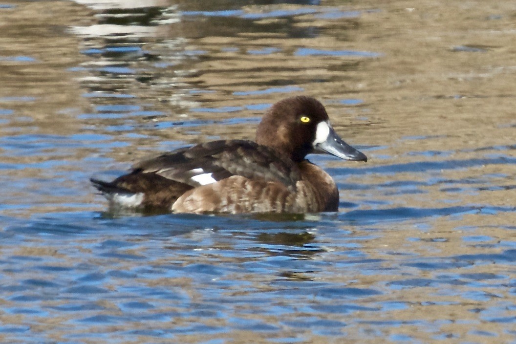 Greater Scaup - ML429394161