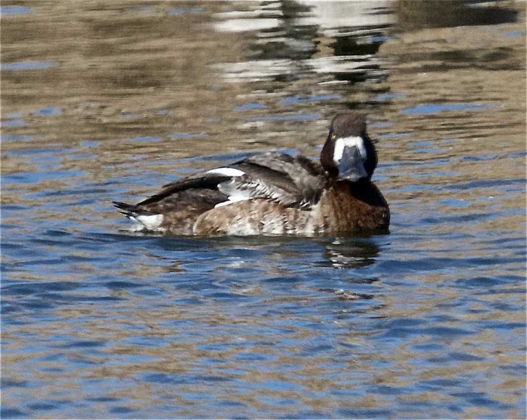 Greater Scaup - ML429394171