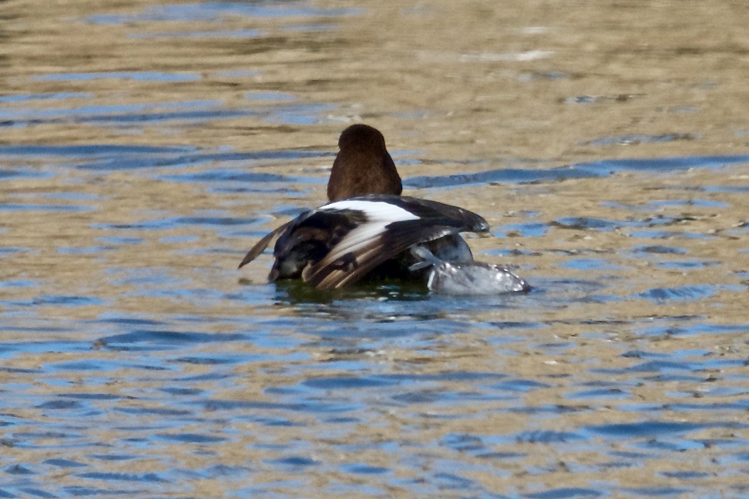 Greater Scaup - ML429394191
