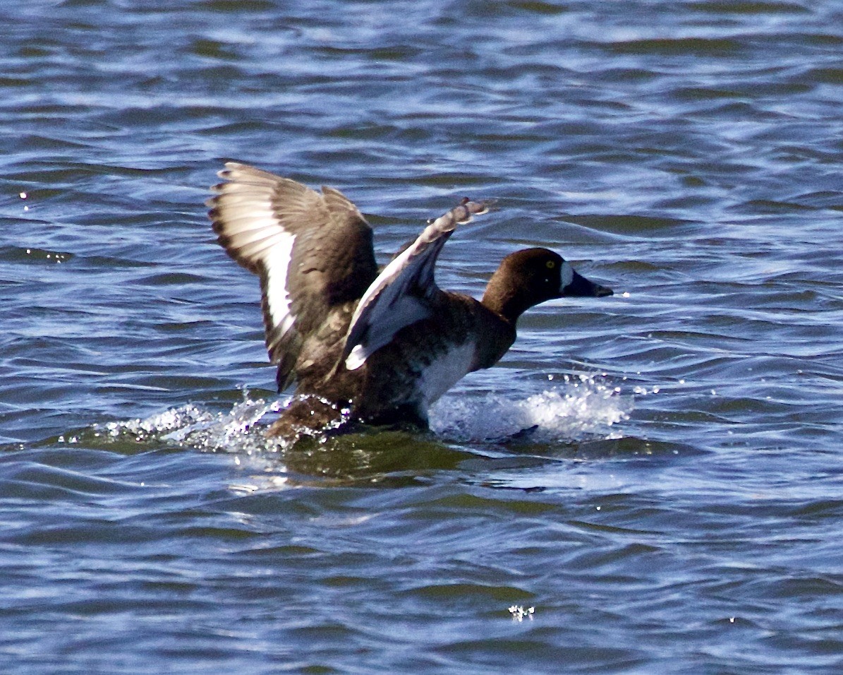 Greater Scaup - ML429394201