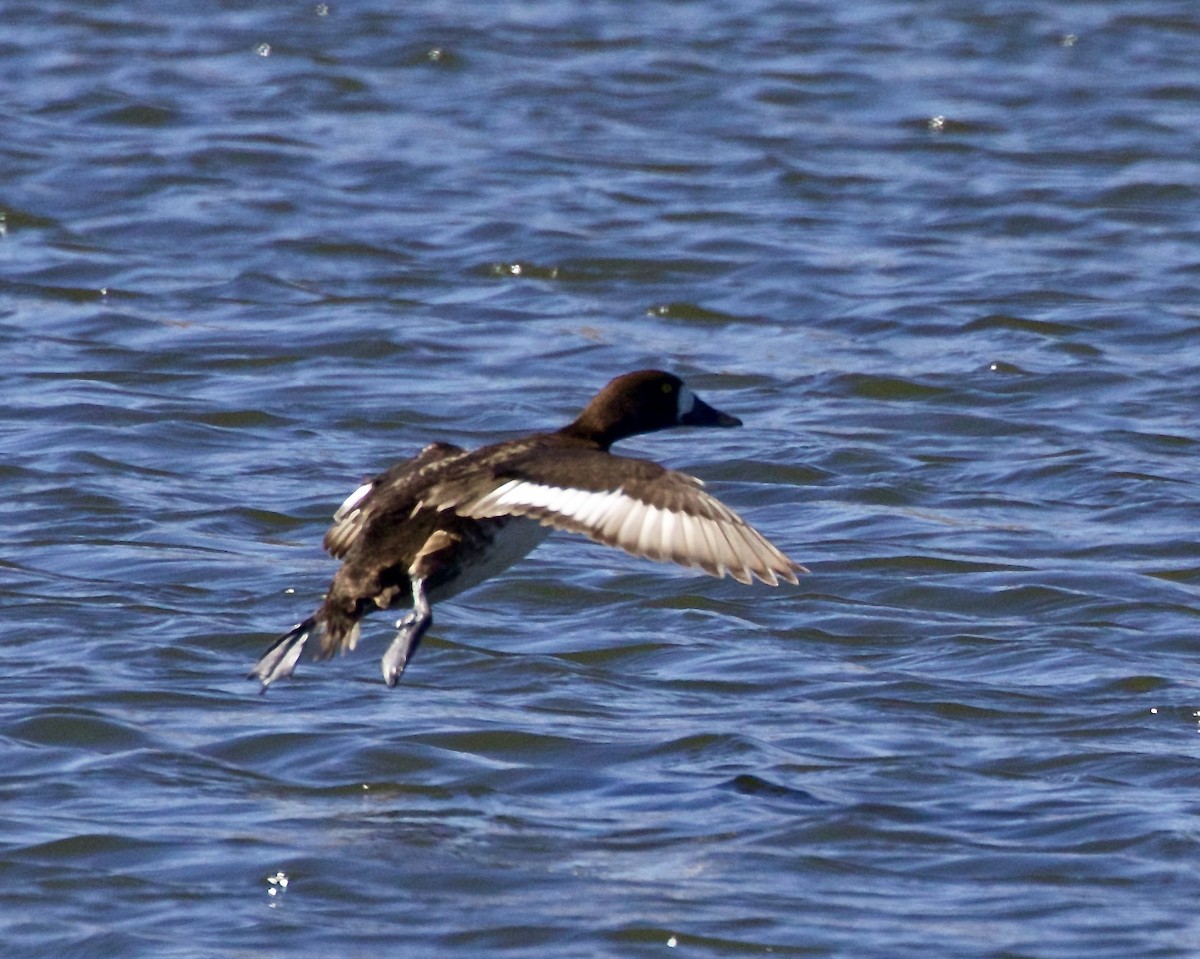 Greater Scaup - ML429394211