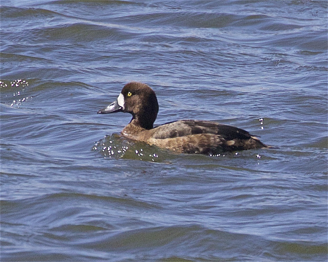 Greater Scaup - ML429394221