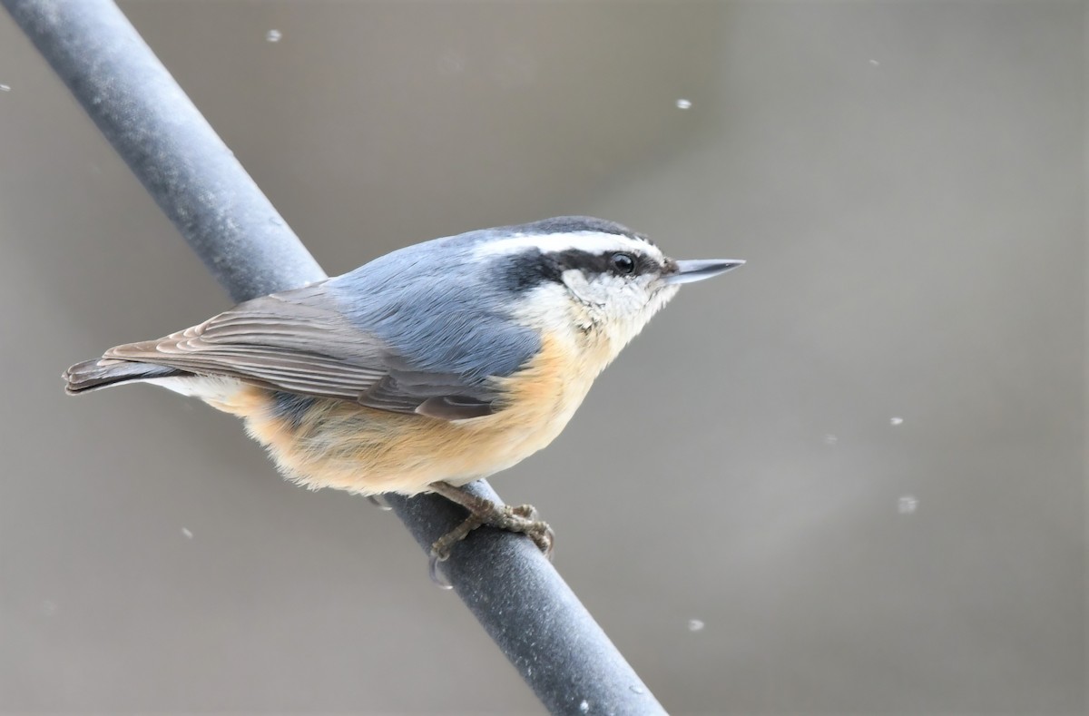 Red-breasted Nuthatch - ML429395501