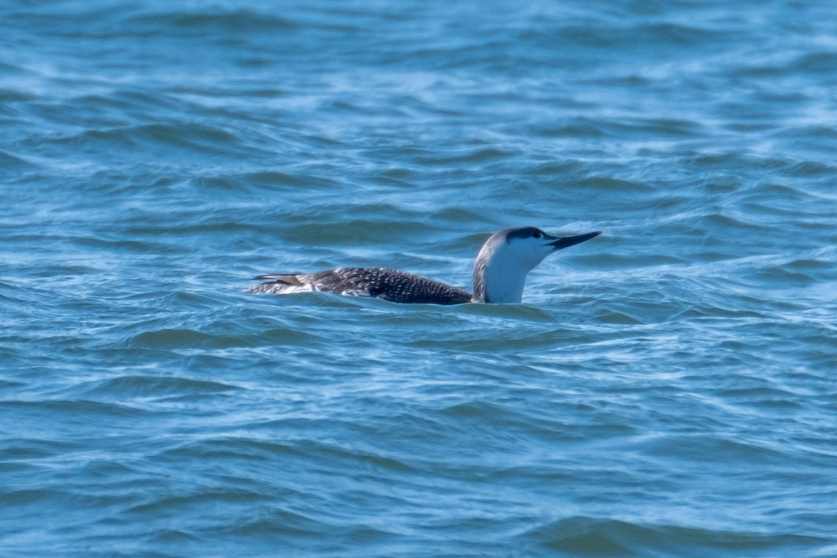 Red-throated Loon - ML429403051