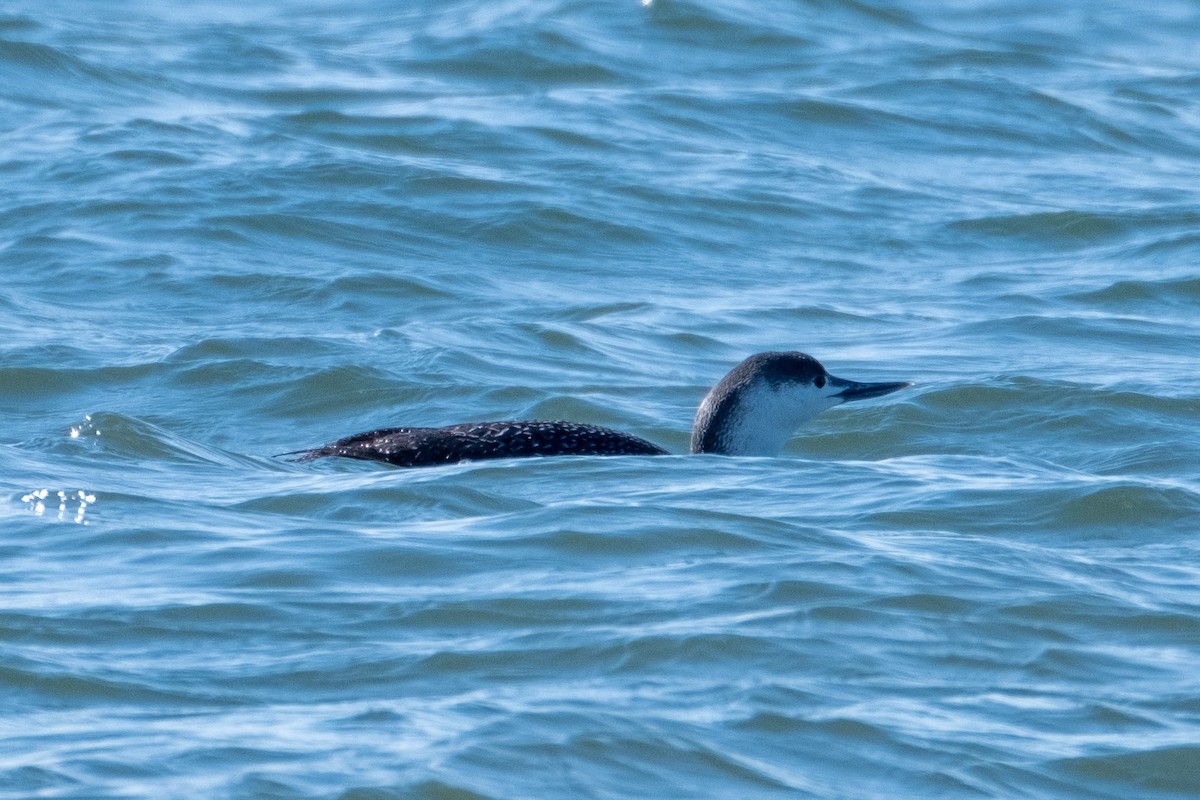 Red-throated Loon - ML429403061