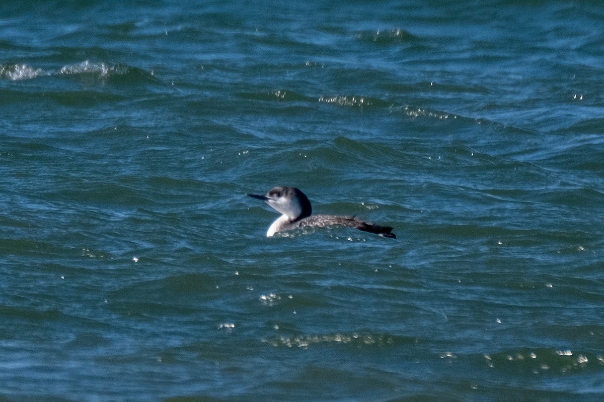 Red-throated Loon - ML429403071