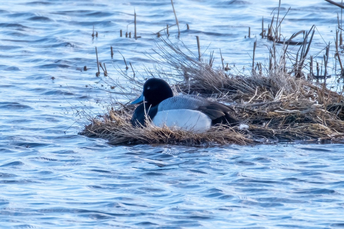 Greater Scaup - ML429403631
