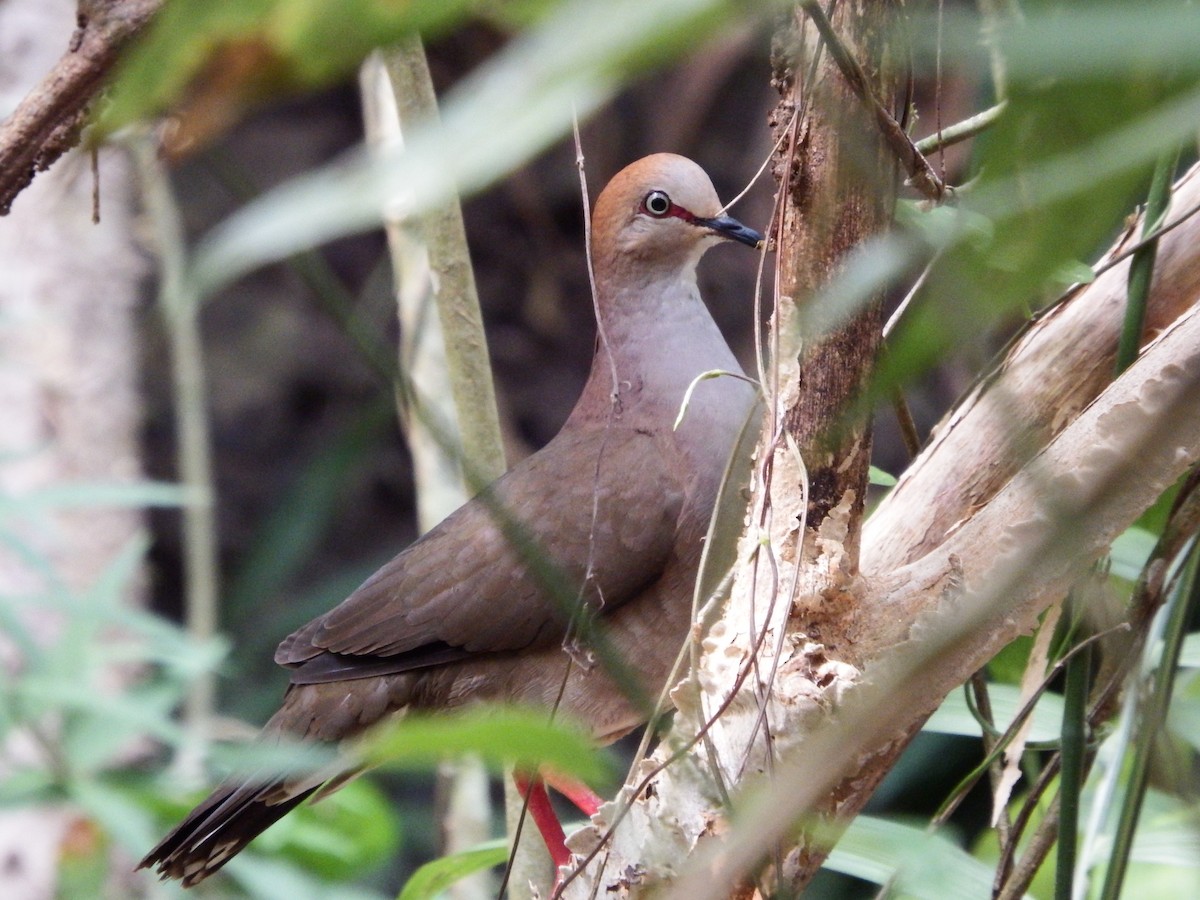 Gray-chested Dove - ML42940511