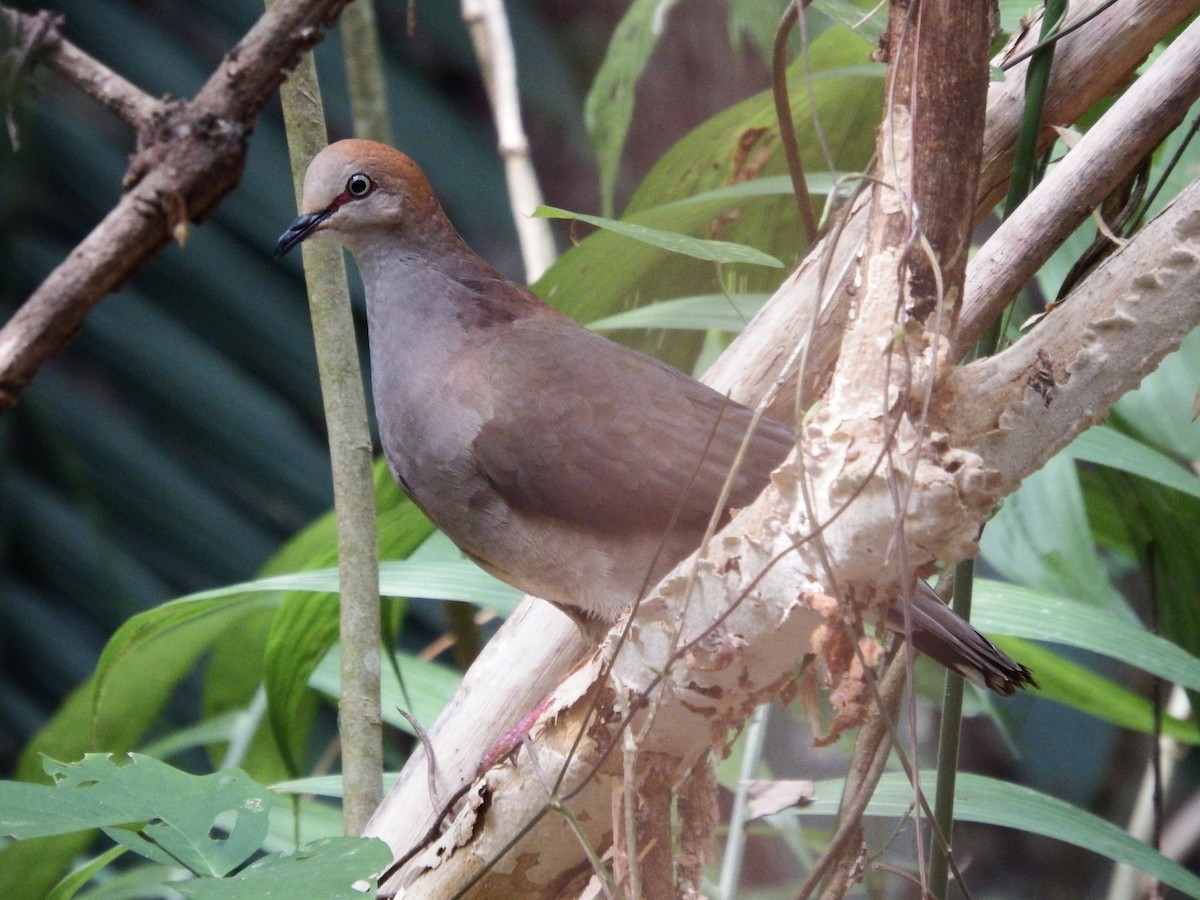 Gray-chested Dove - ML42940531