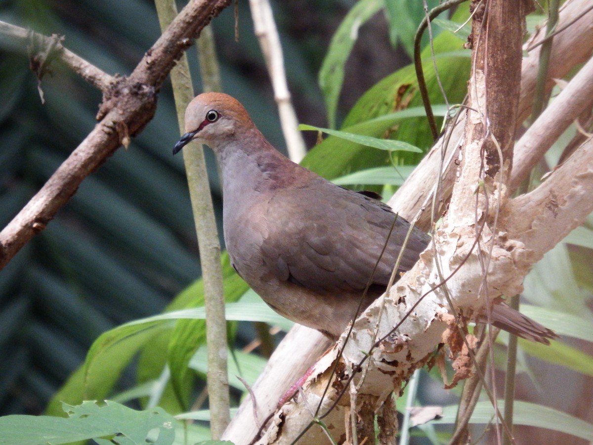 Gray-chested Dove - ML42940541