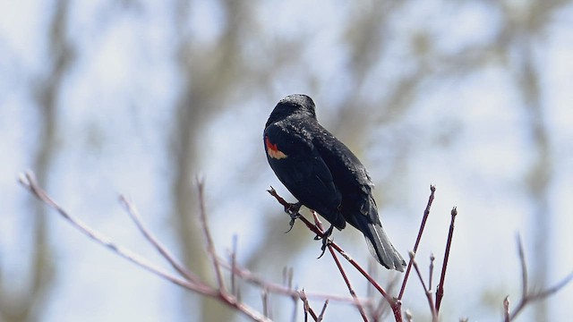 Red-winged Blackbird - ML429407011