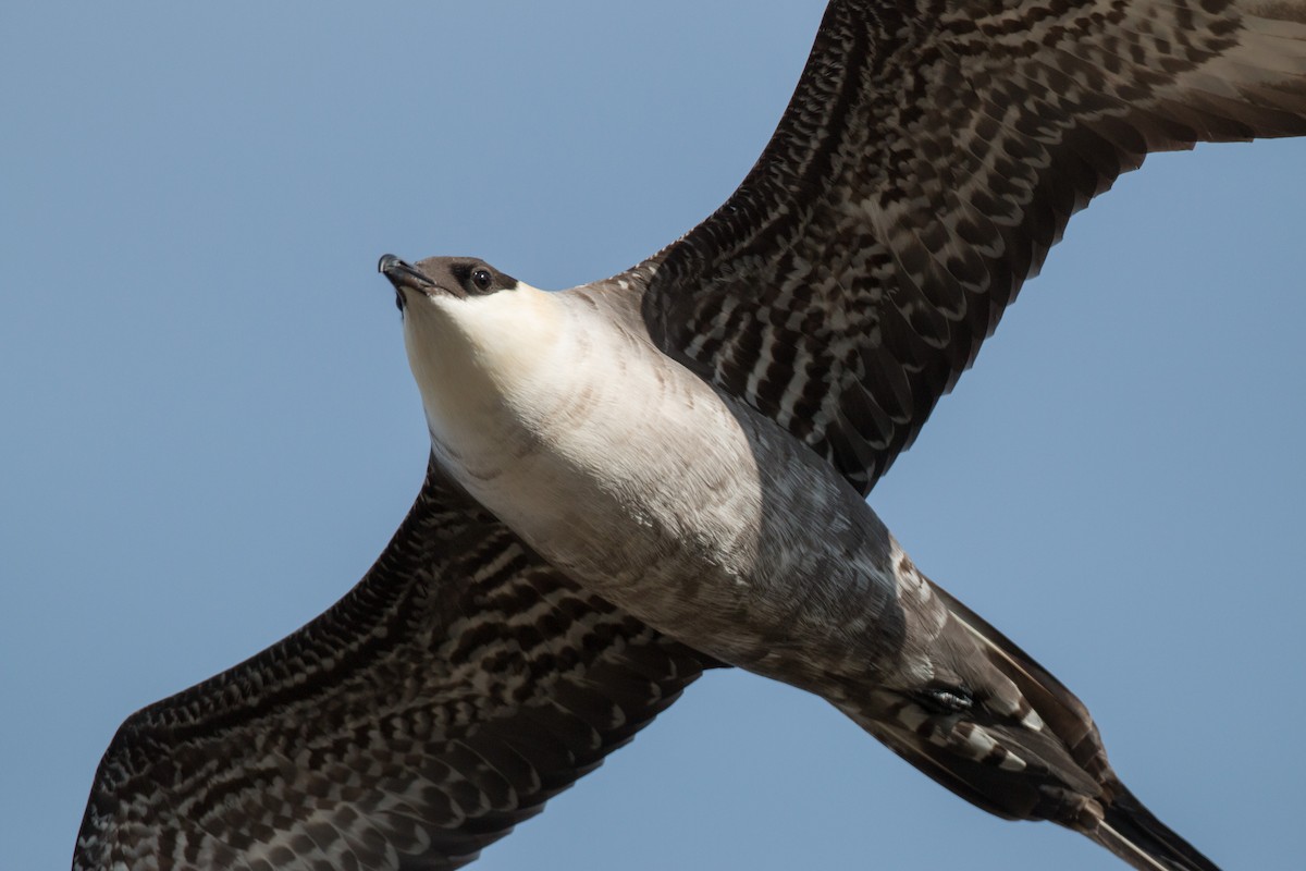 Long-tailed Jaeger - ML42941651