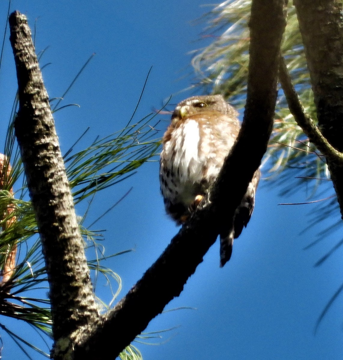 Northern Pygmy-Owl (Guatemalan) - Janet Cook