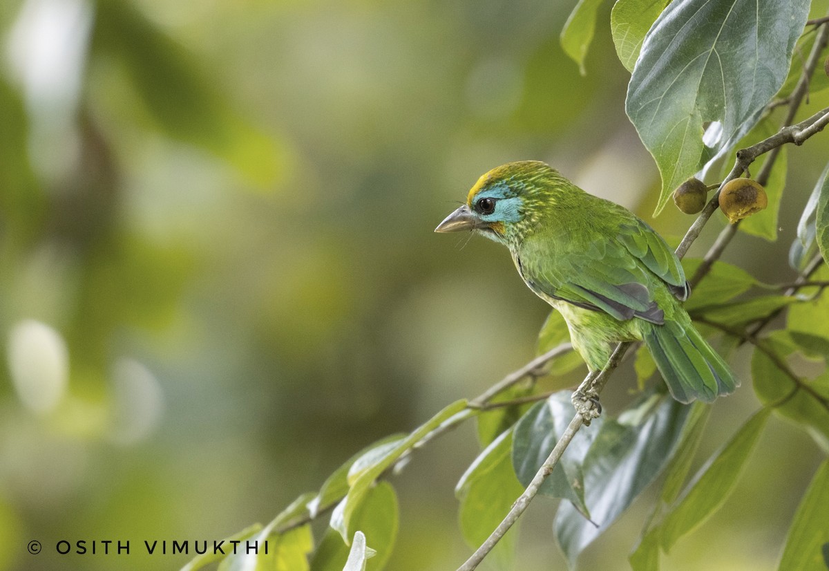 Yellow-fronted Barbet - ML429420641