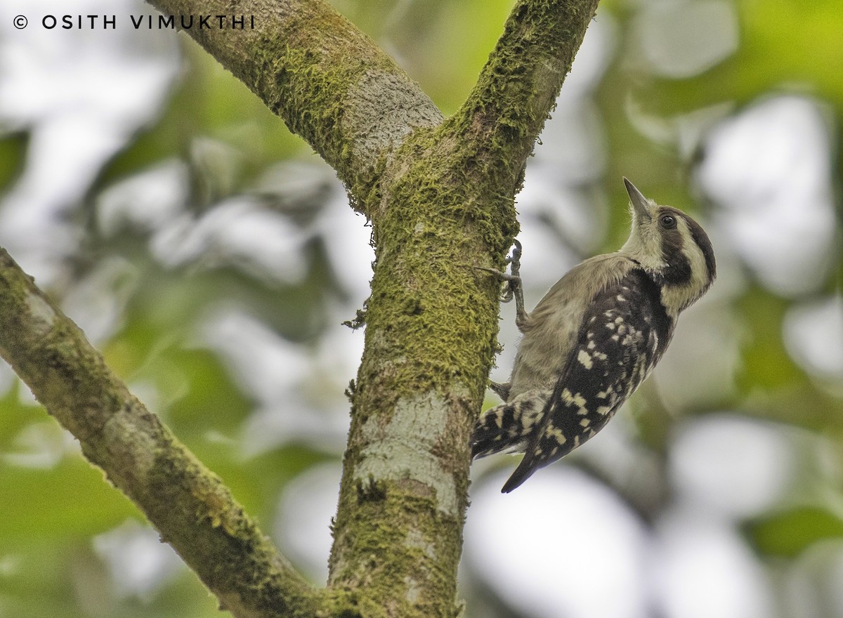 Brown-capped Pygmy Woodpecker - ML429420721