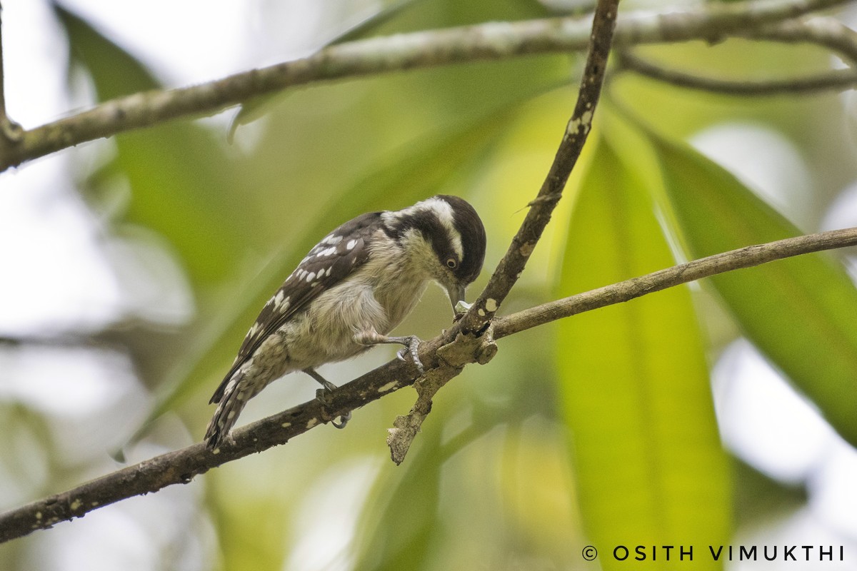 Brown-capped Pygmy Woodpecker - ML429420741