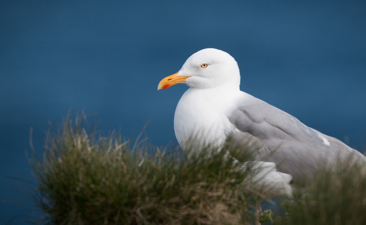 Herring Gull (European) - Ian Davies