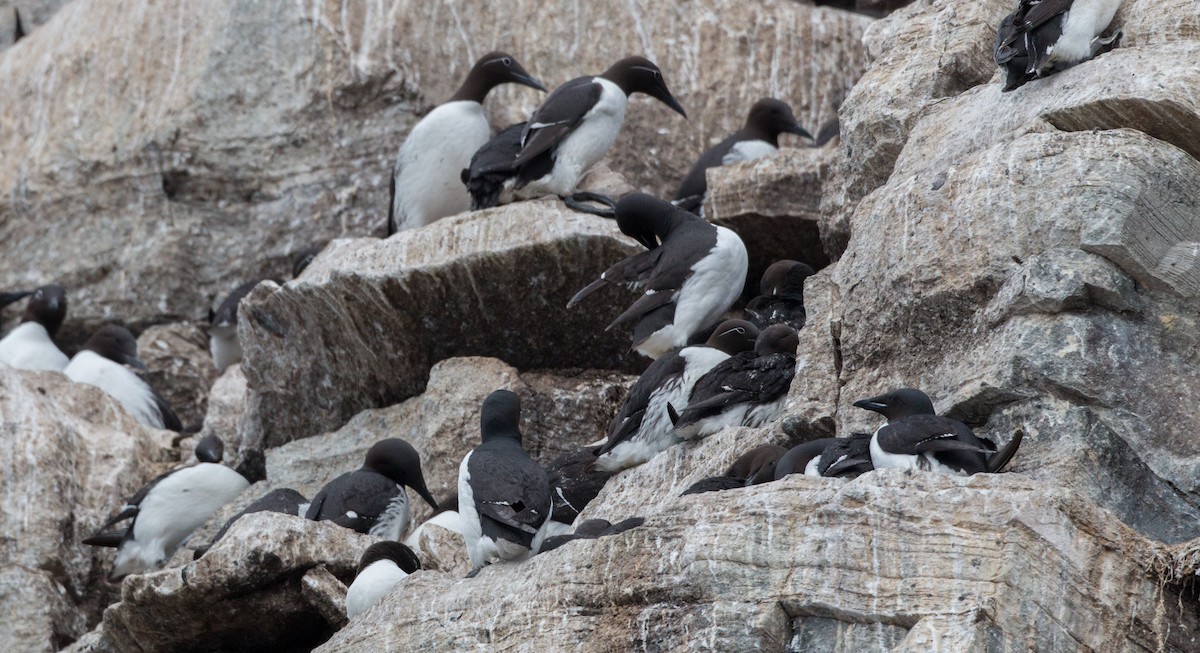Thick-billed Murre - ML42942501