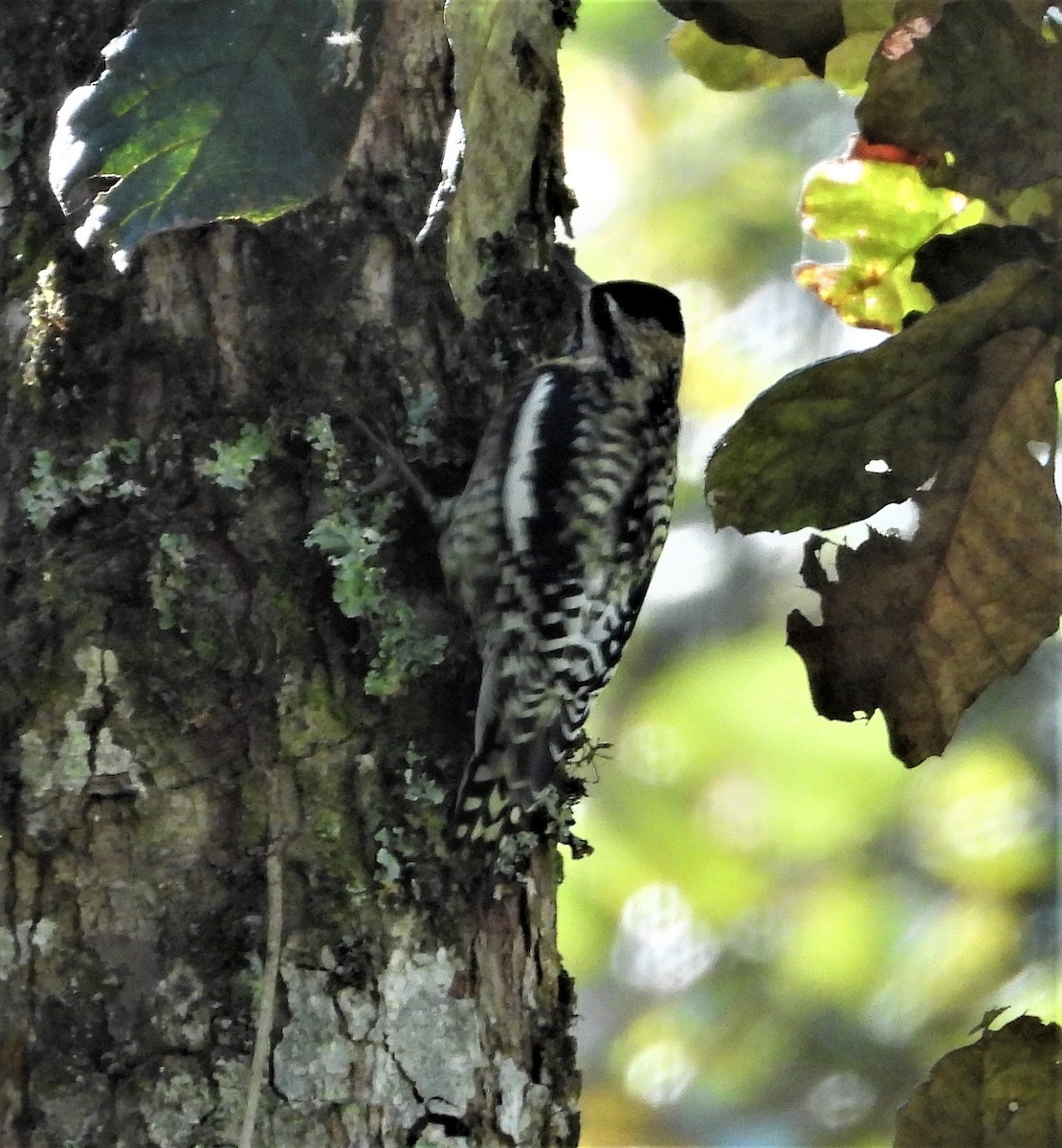 Yellow-bellied Sapsucker - Janet Cook