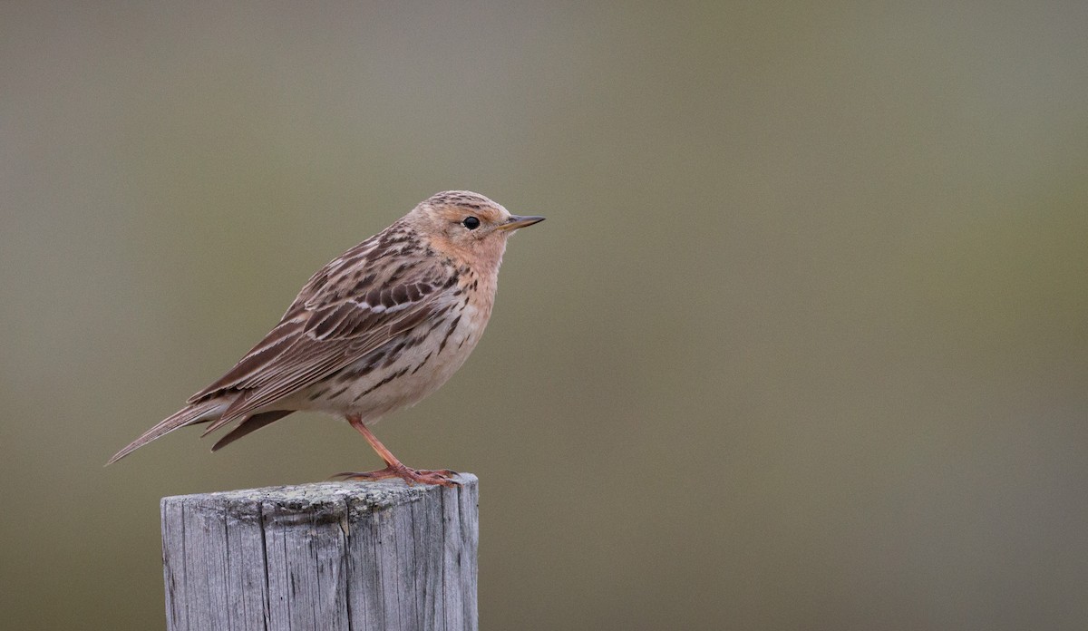 Red-throated Pipit - Ian Davies