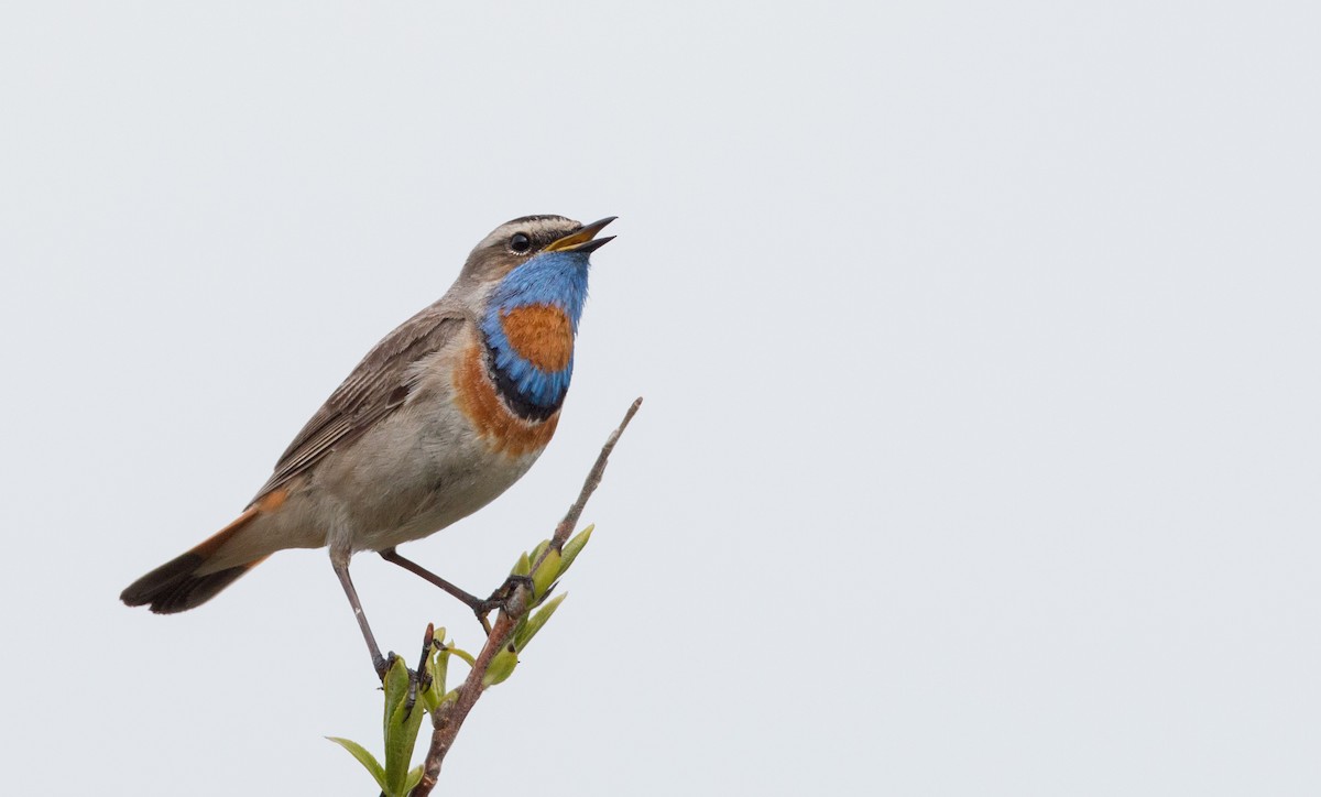 Bluethroat (Red-spotted) - ML42943061