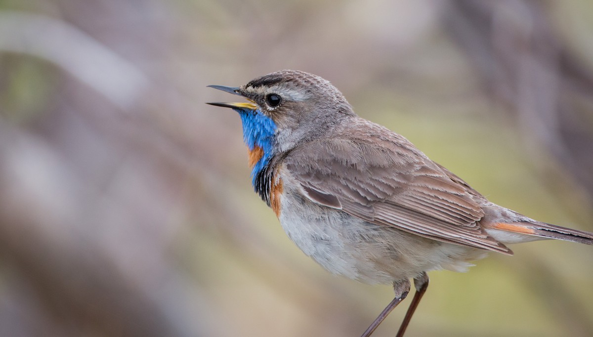 Bluethroat (Red-spotted) - ML42943071