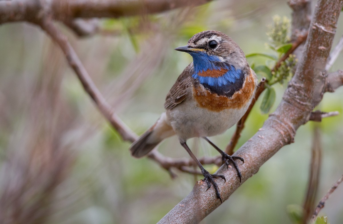 Bluethroat (Red-spotted) - ML42943091