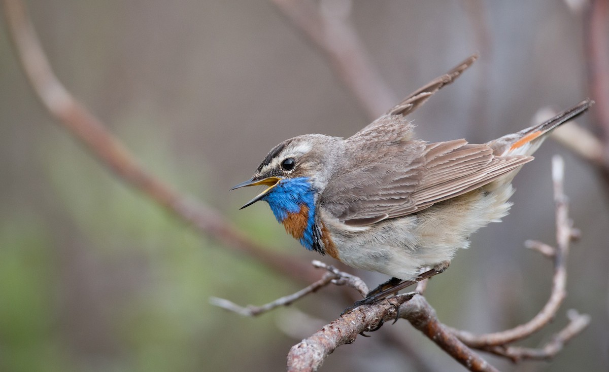 Bluethroat (Red-spotted) - ML42943101