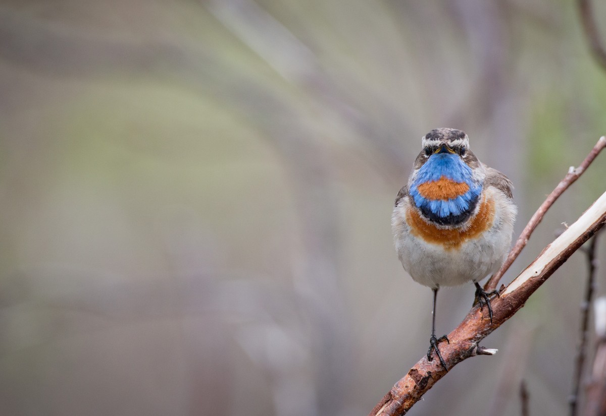 Bluethroat (Red-spotted) - ML42943111