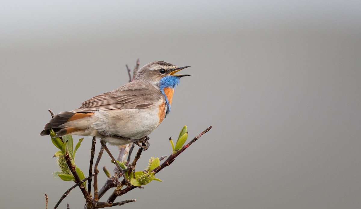 Bluethroat (Red-spotted) - ML42943121