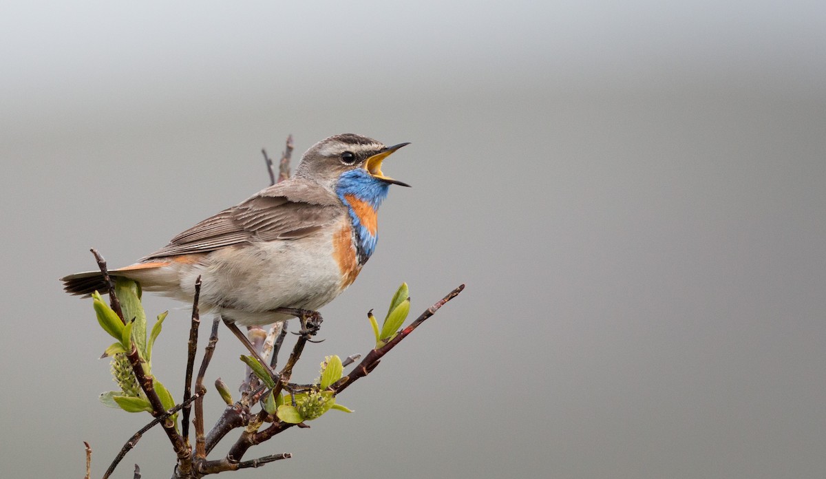 Bluethroat (Red-spotted) - ML42943151