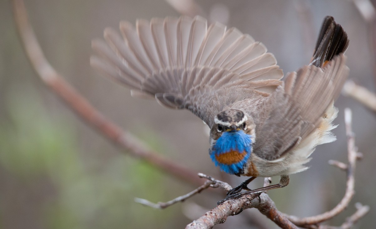Bluethroat (Red-spotted) - ML42943171