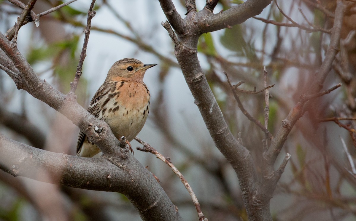 Red-throated Pipit - ML42943201
