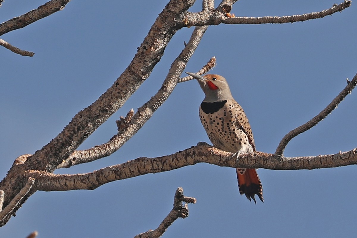 Northern Flicker (Red-shafted) - Charley Hesse TROPICAL BIRDING