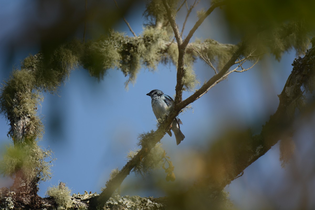 Azure-rumped Tanager - ML429438301