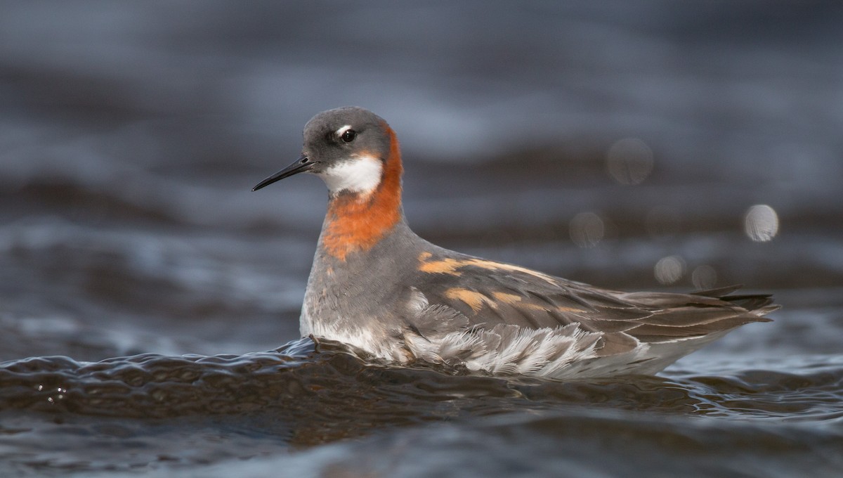 Phalarope à bec étroit - ML42943951