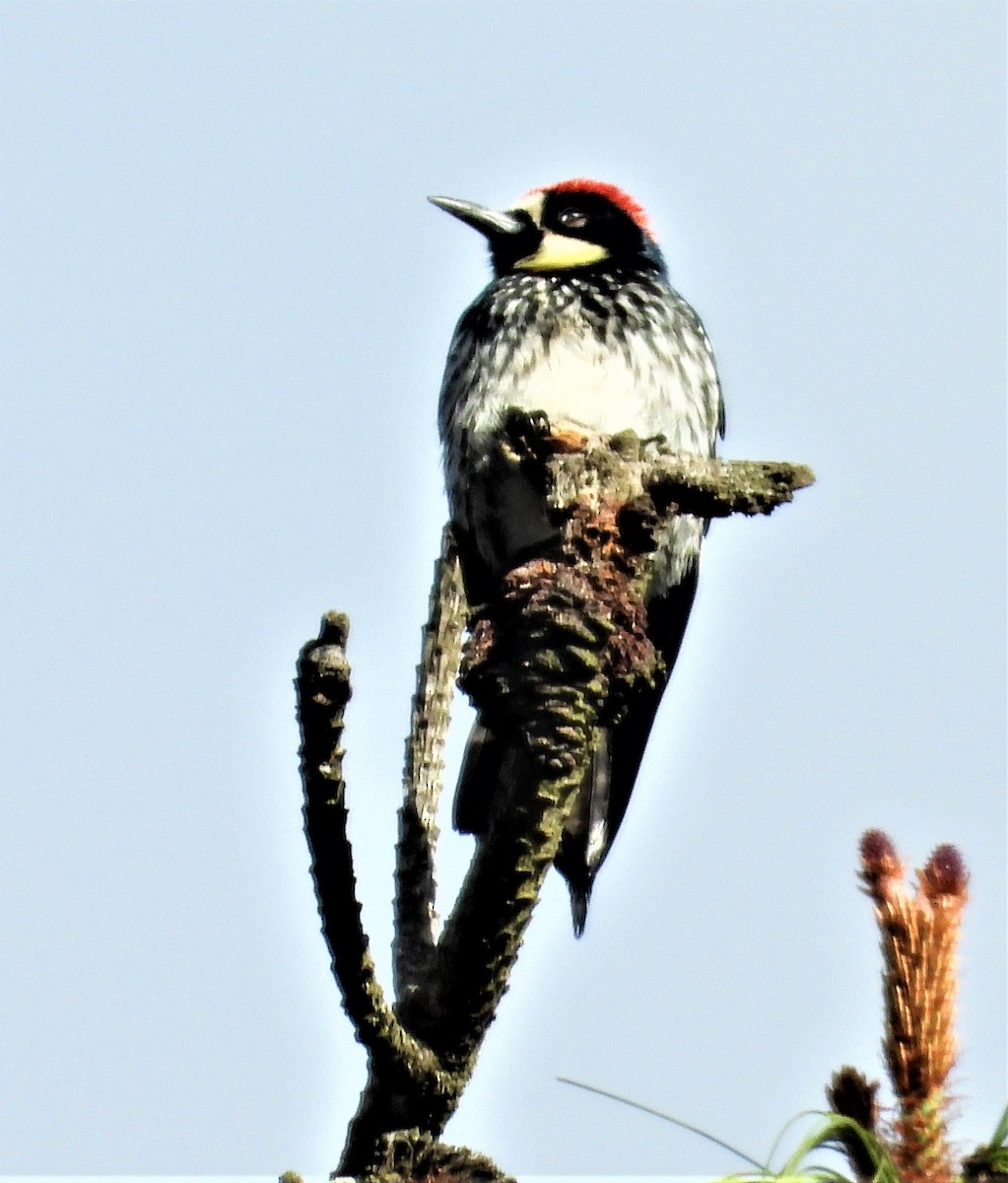 Acorn Woodpecker - ML429441581