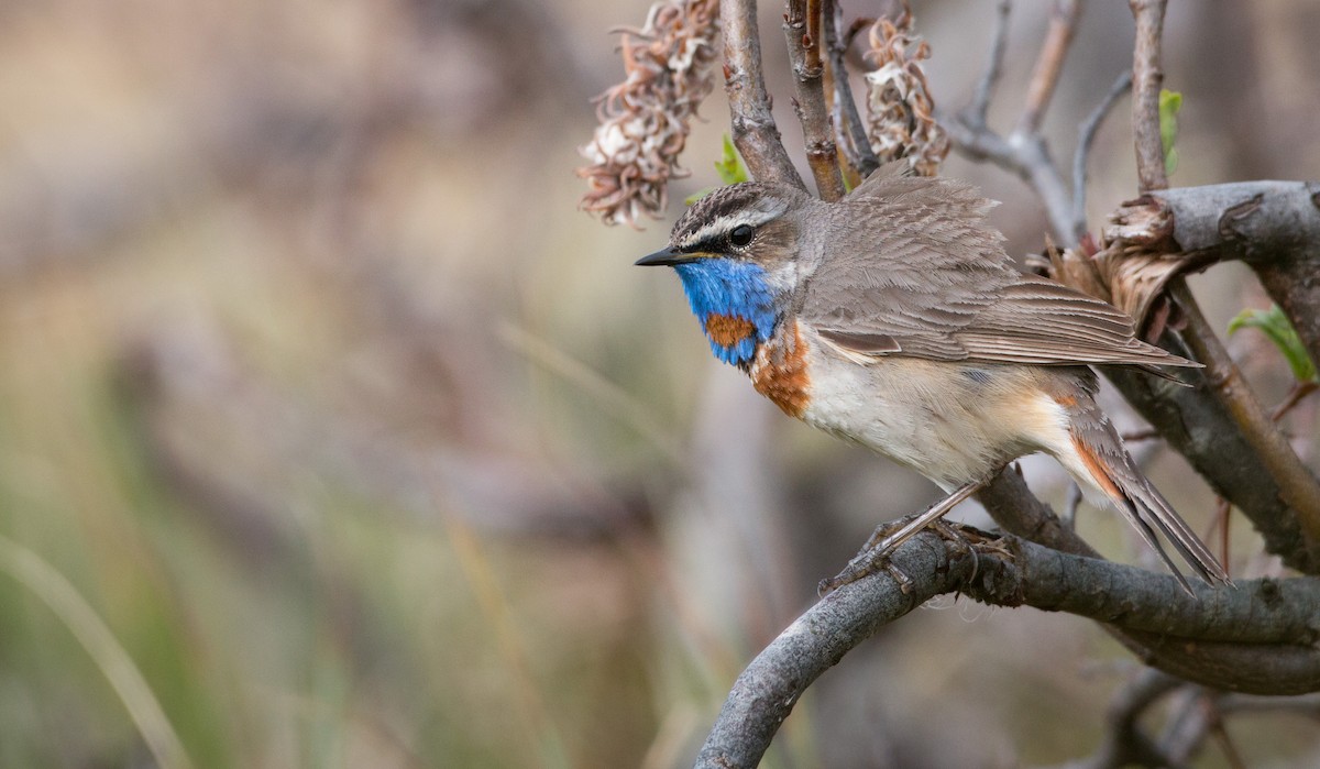 Bluethroat (Red-spotted) - ML42944171