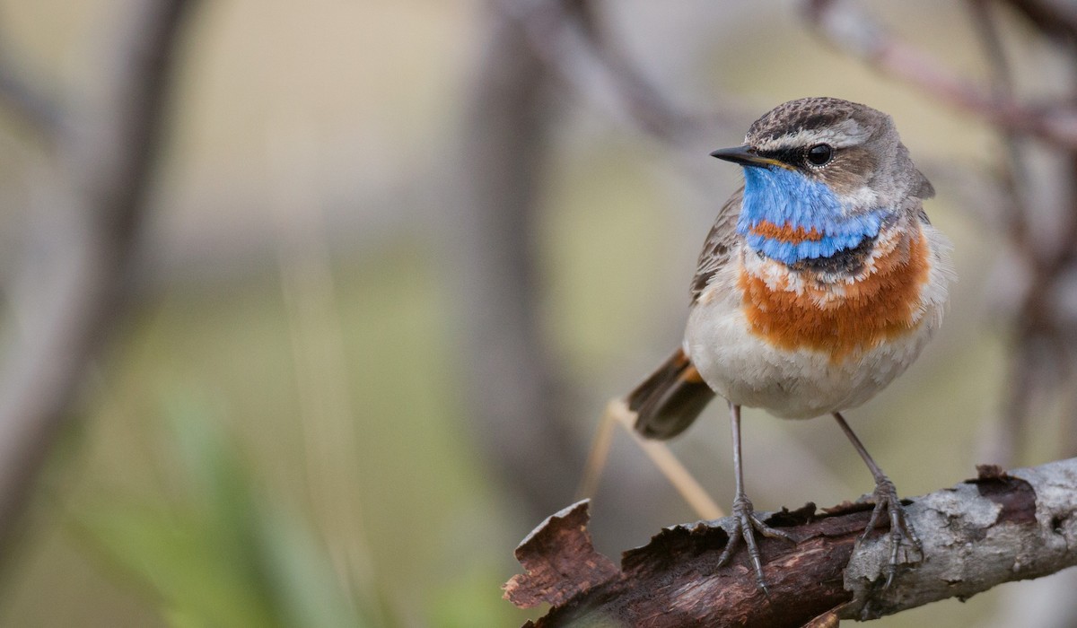Bluethroat (Red-spotted) - ML42944221