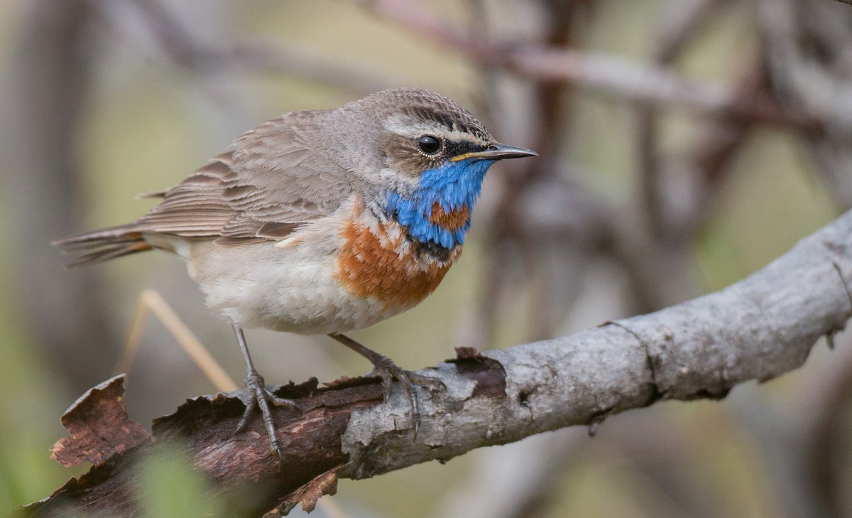 Bluethroat (Red-spotted) - ML42944231