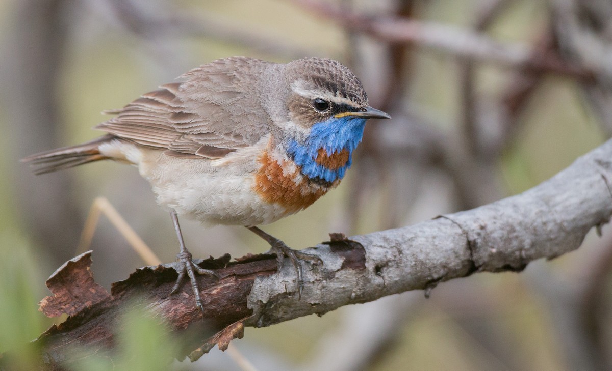 Bluethroat (Red-spotted) - ML42944251