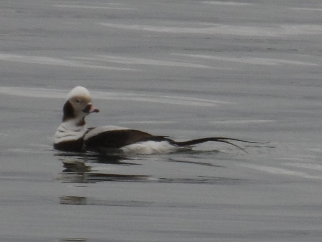 Long-tailed Duck - ML429445461
