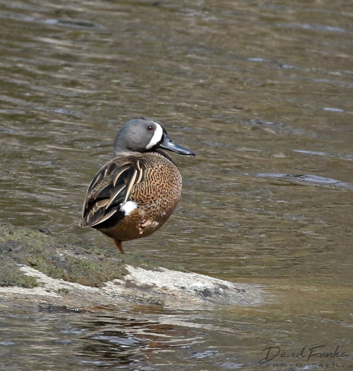 Blue-winged Teal - ML429446681