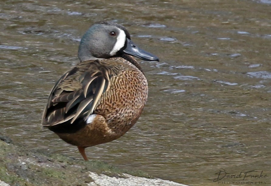 Blue-winged Teal - ML429446721