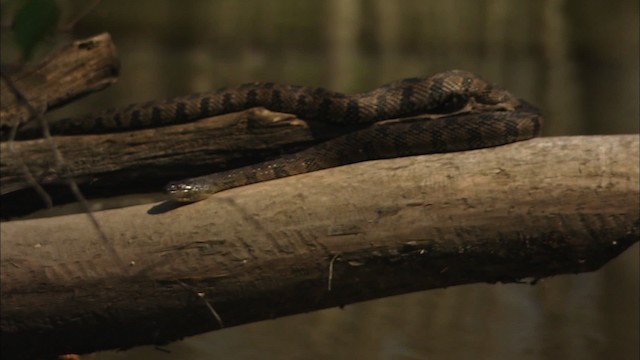 Diamondback Water Snake - ML429447